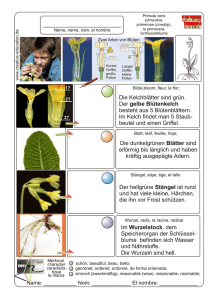 Kelchblatt Kronblatt Staubblatt Griffel mit Narbe Fruchtknoten